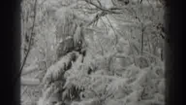 Martinsburg West Virginia (1938): There Are A Lot Of Tree And You Can See A