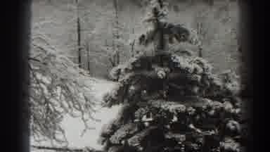 Martinsburg West Virginia (1938): Tree Covered In Snow After A Snowstorm In Winter