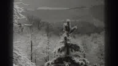 Martinsburg West Virginia (1938): Lonely Spruce Tree Covered In Snow In The