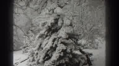 Martinsburg West Virginia (1938): The Secretive White Forest With Mysterious Snow