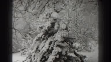 Martinsburg West Virginia (1938): Snow-Covered Tree In A Field Or Place That A