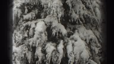 Martinsburg West Virginia (1938): The Camera Pans Up The Snow Covered Evergreen