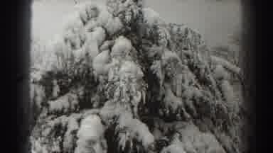 Martinsburg West Virginia (1938): A Snow Covered Tree Covered With Massive Amounts
