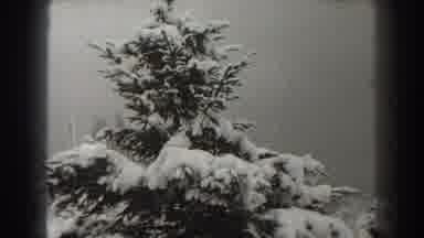 Martinsburg West Virginia (1938): The Icy Top Of A Pine Tree Outdoors