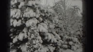 Martinsburg West Virginia (1938): Trees And Christmas Type Tree Covered In Snow