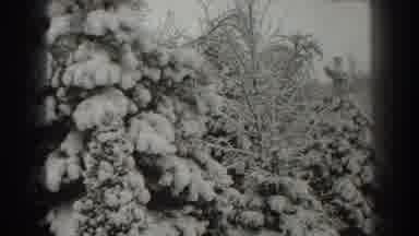 Martinsburg West Virginia (1938): Thick Strong Trees Covered in Snow