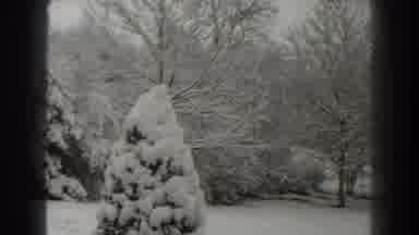 Martinsburg West Virginia (1938): Snow Covered Trees On A Winter Day