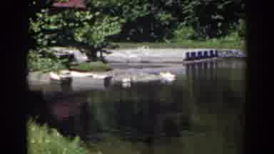 MOUNT WASHINGTON NEW HAMPSHIRE-1938: Swans Glide On A Calm Pond On A Warm Spring Day