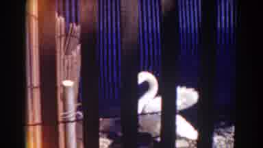 Mount Washington New Hampshire (1938): White Swan Standing On The Water A Big