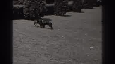 New Jersey (1938): Two Dogs Playing Catch The Attention Of Two People Who Passed