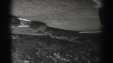 New Jersey (1938): Landscape Photo And Vegetation Upside Down In Black And White