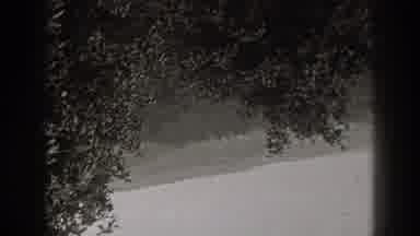 New Jersey (1938): Healthy Strong Tree Full Of Leaves By The Road