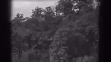 Vineland New Jersey (1938): Luscious Forest In Grey Scale