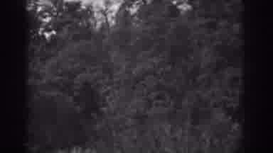 Vineland New Jersey (1938): The Trees Are The Heart To The Soul