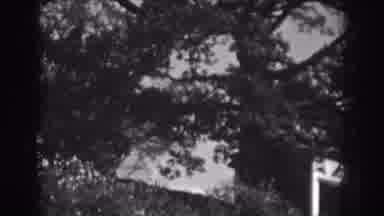 Vineland New Jersey (1938): Close Up View Of Tree On A Clear Windy Day
