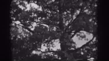 Vineland New Jersey (1938): Wind Blowing Away The Leaves Of A Tree