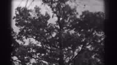 Vineland New Jersey (1938): Green And Greener Shrubbery And Trees In Natures