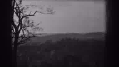 Vineland New Jersey (1938): A View Of An Old Dying Tree And A View Of A Vibrant