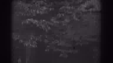 Vineland New Jersey (1938): Overgrown Bushes And Trees Are Growing Up Along Side A