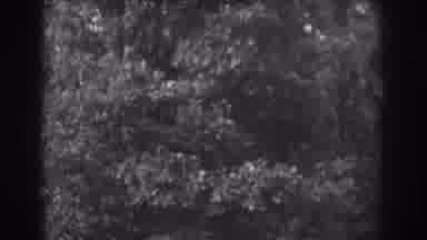 Vineland New Jersey (1938): View Of Trees Swaying In Breeze On A Clear Day