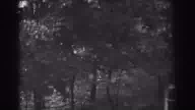 Vineland New Jersey (1938): Shrubs And Trees Covering The Roof Of A House In The