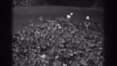 Vineland New Jersey (1938): Picture Of Garden Full Of Flowers