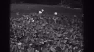 Vineland New Jersey (1938): Black And White Image With Some White Dots On The Back