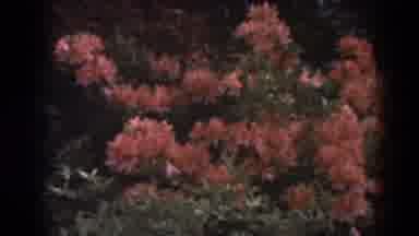 West Virginia (1938): Rhododendrons Blooming In Mountains On Clear Sunny Day
