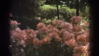 West Virginia (1938): Cherry Blossom Bloom On Trees And Shrubbery In The Spring -