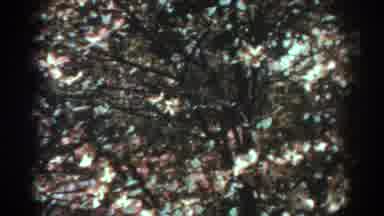 West Virginia (1938): Breezy Conditions Blowing Through Tree That Has Pink And