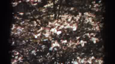 West Virginia (1938): View Of Red And Pale Pink Trees On A Sunny Day