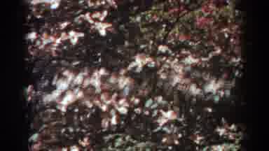 West Virginia (1938): Tree And Flower