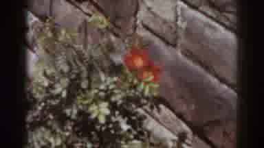 West Virginia (1938): Flower Bush Next To Cement Brick Wall And Steps
