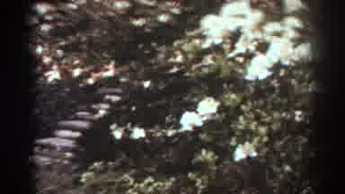 West Virginia (1938): Flowering Shrubs With Big Bracts Of Healthy Bright Flowers