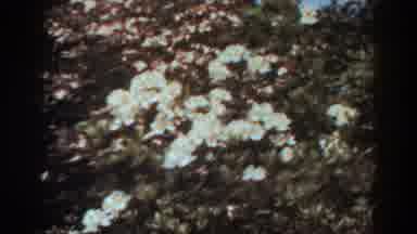 West Virginia (1938): Nostalgic Camera Image Of A Garden Including Pink Roses