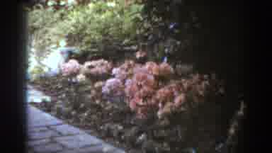 West Virginia (1938): Blooming Flowers Inside The Public Garden