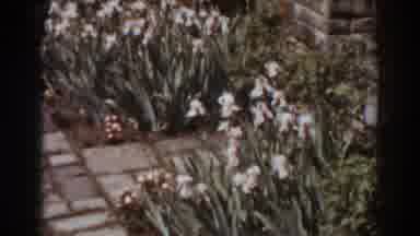 West Virginia (1938): White Flowers During The Spring Season