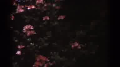 West Virginia (1938): Red Blossoming Flowers in The Pubic Park