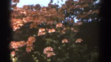 West Virginia (1938): Orange Pink Flowers On Green Bush Outside On Sunny Day