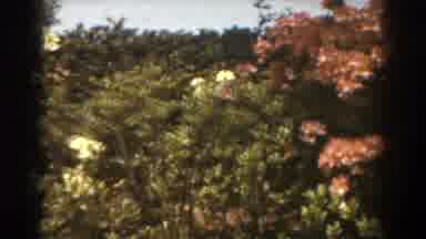 West Virginia (1938): In A Garden With Full Of Beautiful Red And White Flowers
