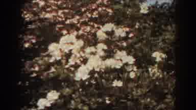 West Virginia (1938): Close Up And Long Range View Of Flower Gardens In Bloom On