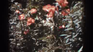 West Virginia (1938): Some Beautiful Orange Flowers In The Nature