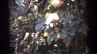 West Virginia (1938): Poor Quality Video Showing What Pears To Be Plant Life