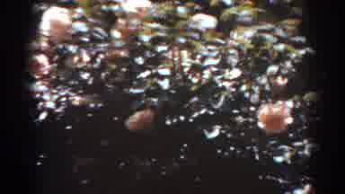 West Virginia (1938): Video Loop Of Green Bush With Pink Roses