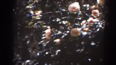 West Virginia (1938): Camera Slow Camera Pan Down A Tree With Pink Flowers On It