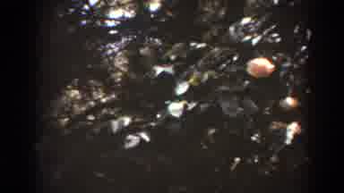 West Virginia (1938): Two Different Scenes Of Flowering Shrubs In Sunlight Pastel