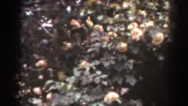 West Virginia (1938): Pale Pink Rose Bushes Blooming On A Bright Sunny Day