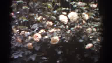 West Virginia (1938): A Beautiful Orange Colored Rose Flower In The Garden