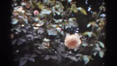 West Virginia (1938): Pink Flowers In A Bush Leaves And Some Supports Roses Flower