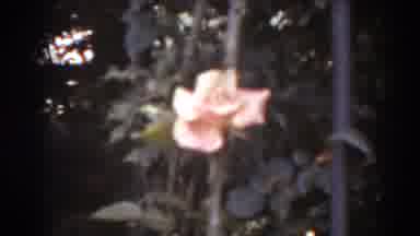 West Virginia (1938): Close Up Old Grainy Film Footage Of Pink Rose Outdoors